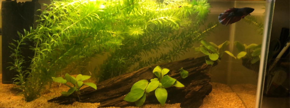 aquarium Combattant 20L