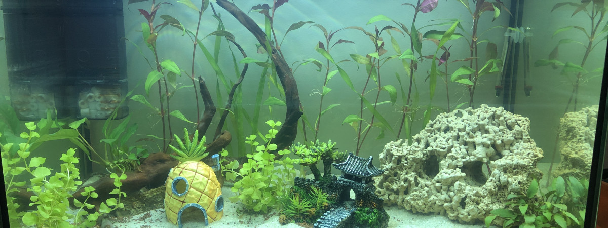 aquarium Spécifique crevettes