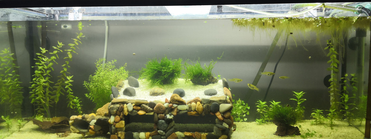 aquarium 120l Danio Rerio