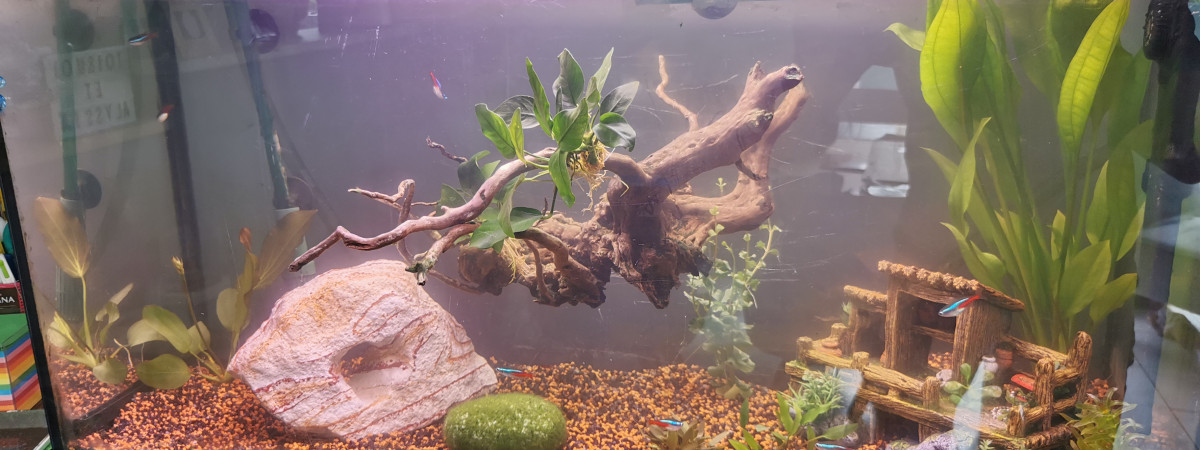 aquarium Amérique du sud