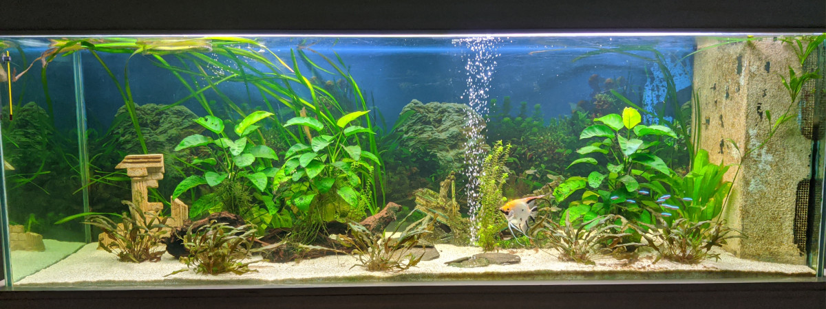aquarium Bac01