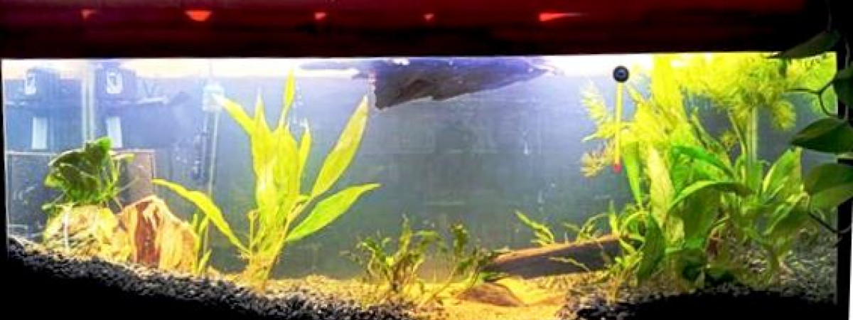 aquarium Amazonien