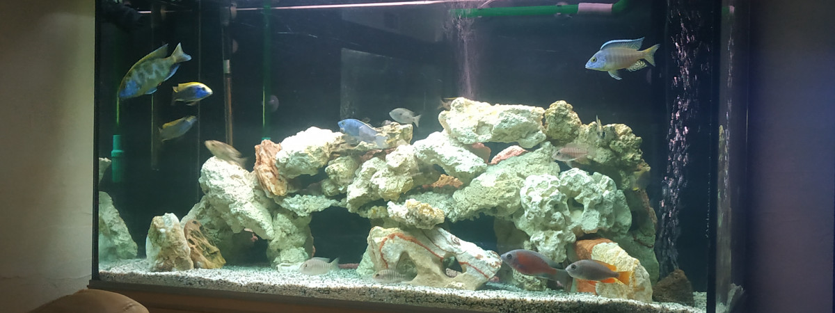 aquarium CICLIDES DU MALAWI