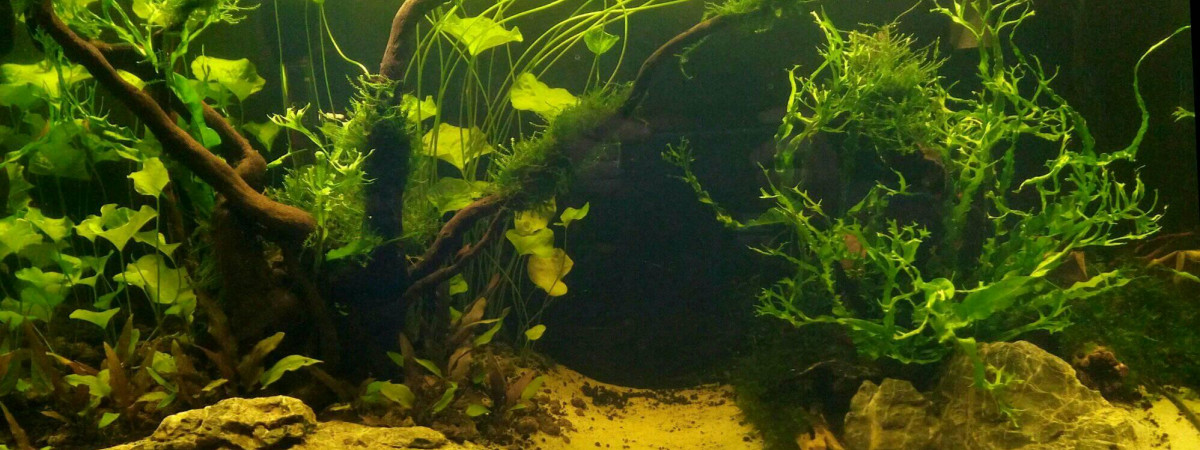 aquarium Aquarium asiatique 60L