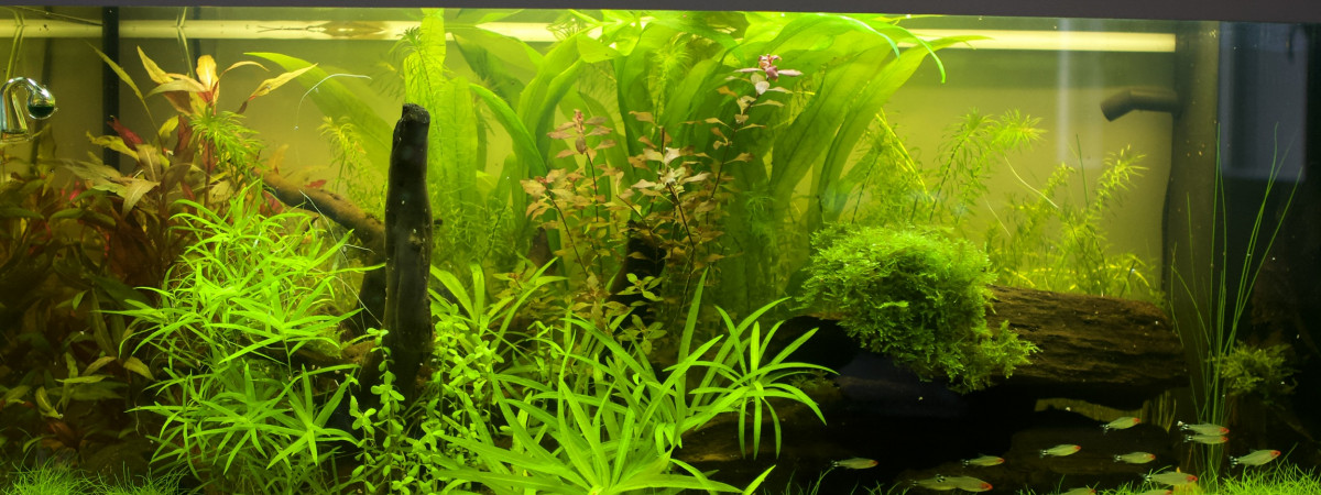 aquarium Rio 180