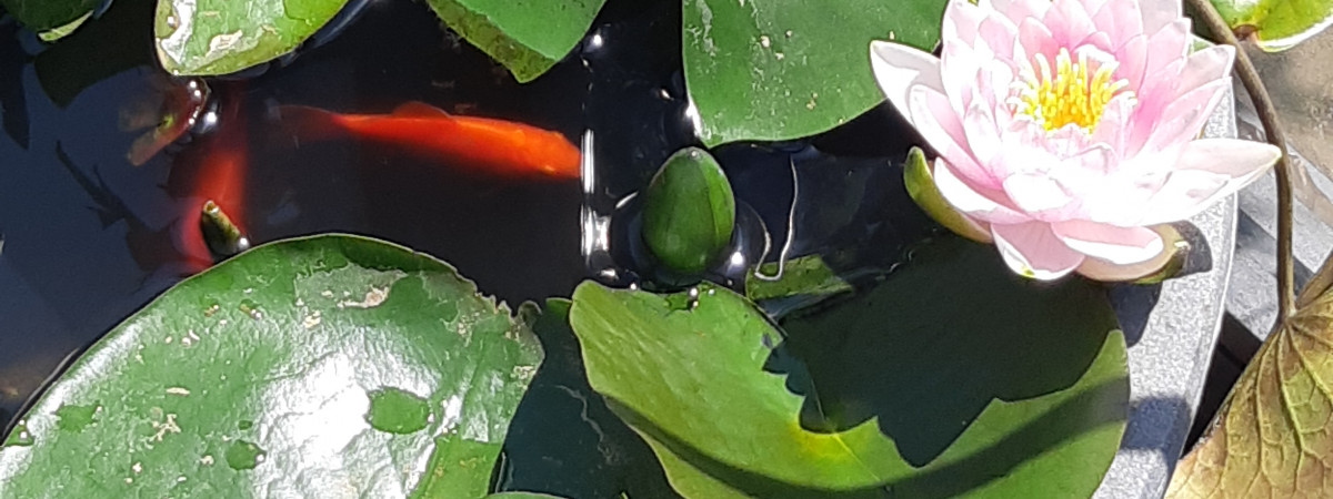 aquarium Aquarium dans un pot fleur en extérieur