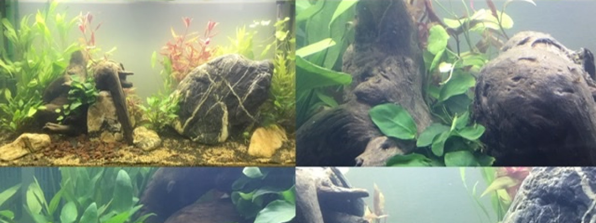 aquarium Communautaire