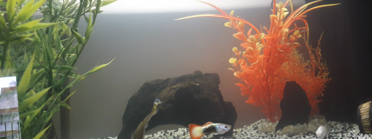 aquarium Aquarium 1
