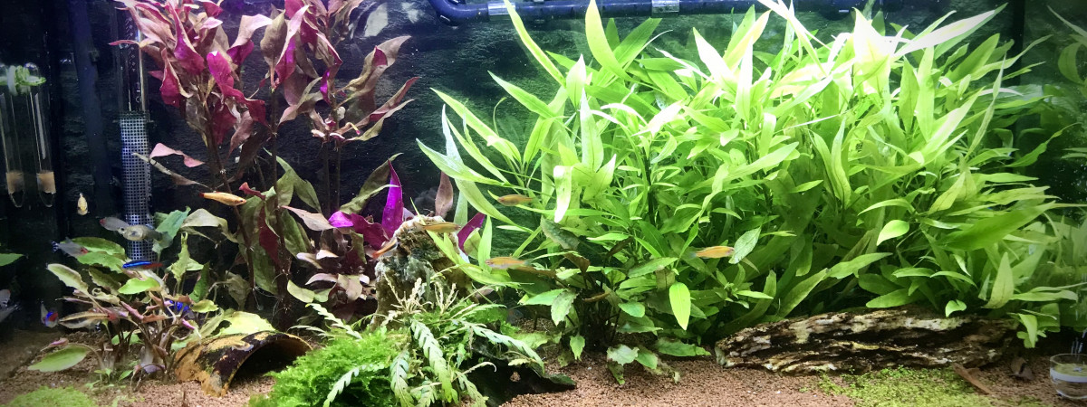 aquarium Bac communautaire