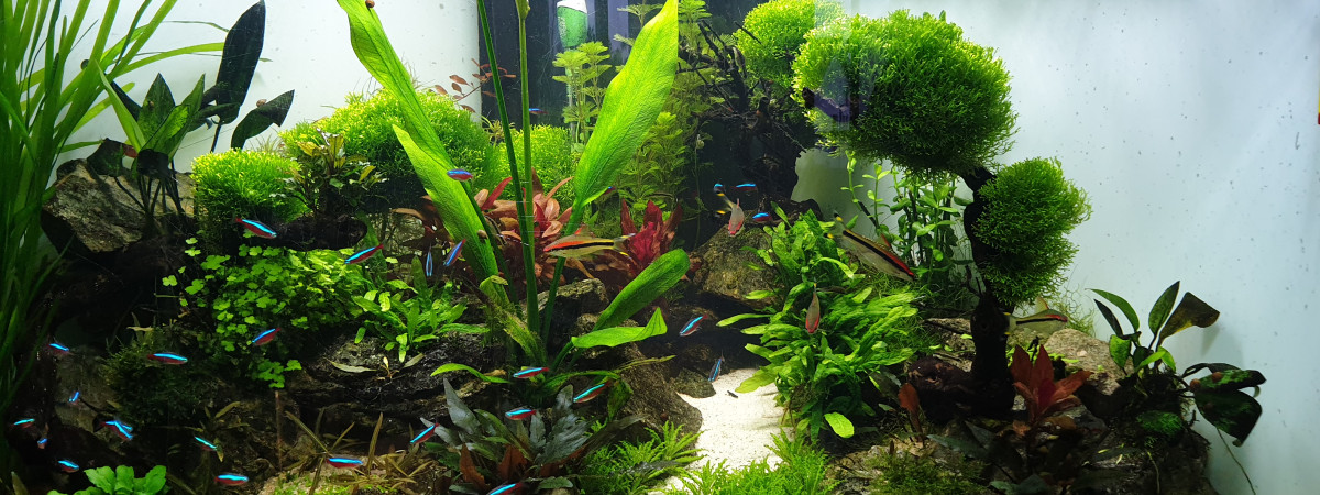 aquarium Ramirezi