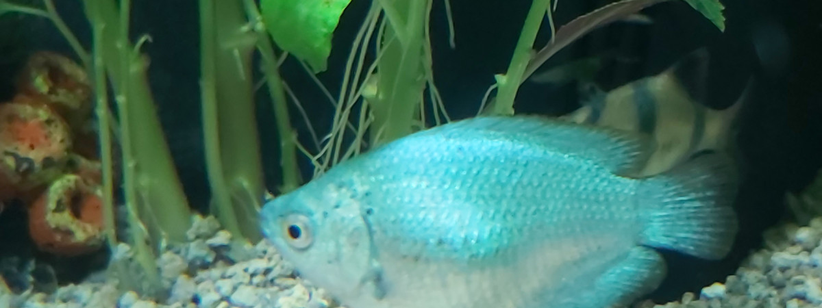 aquarium 1er