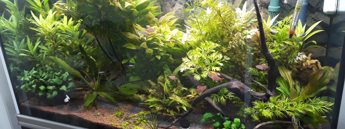 aquarium 200L