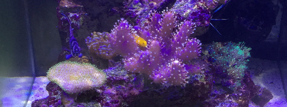 aquarium Nano récifal 60 l