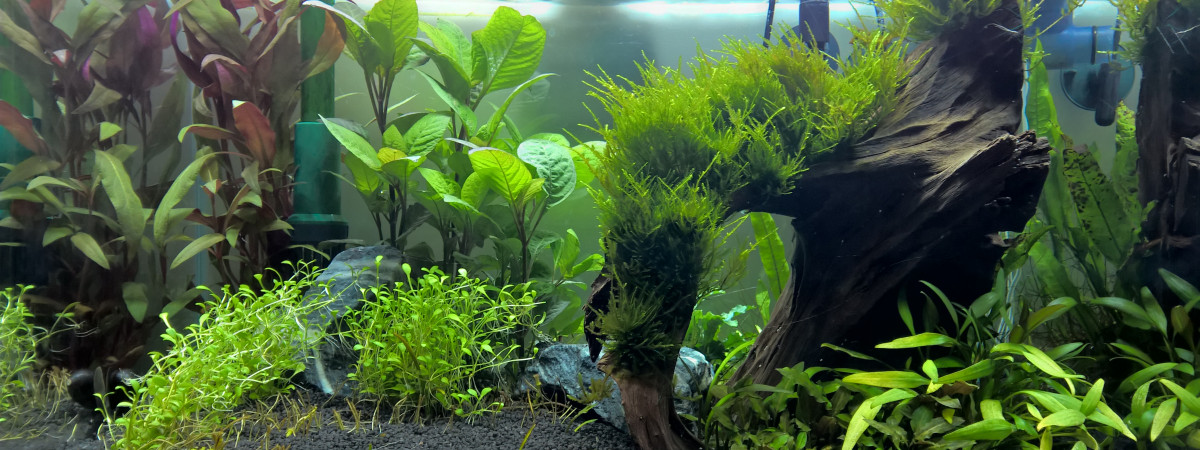 aquarium ADA 45P
