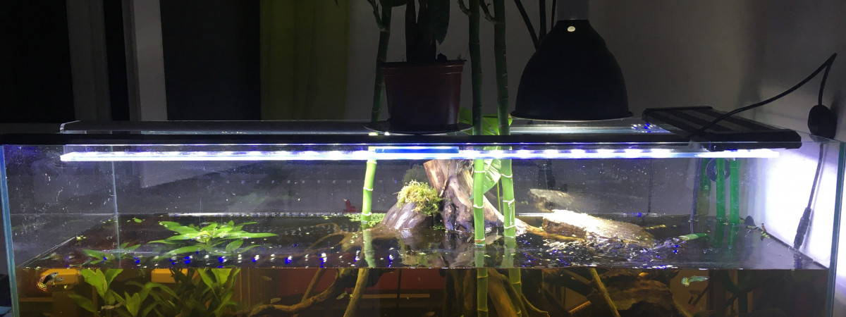 aquarium Black water Amazonien
