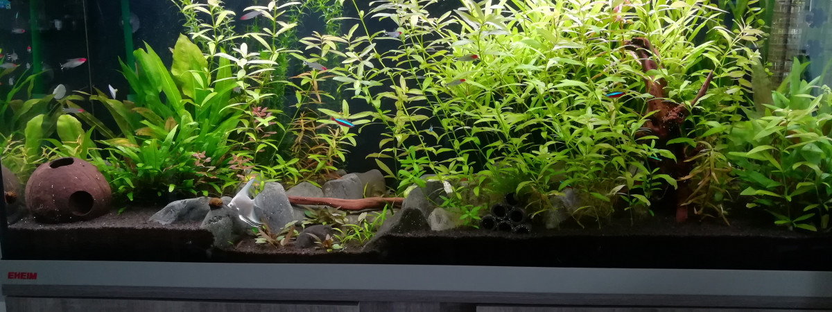 aquarium Amazonien 240L