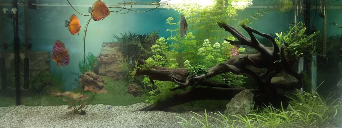 aquarium Discus