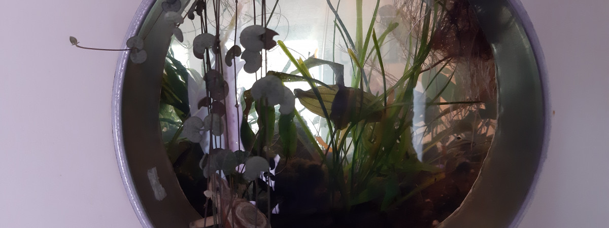 aquarium Aquarium 1
