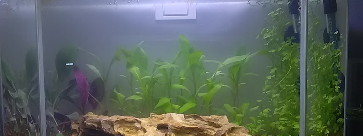aquarium Bac Combattant