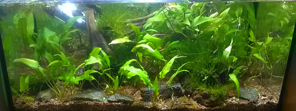 aquarium Bac crevettes