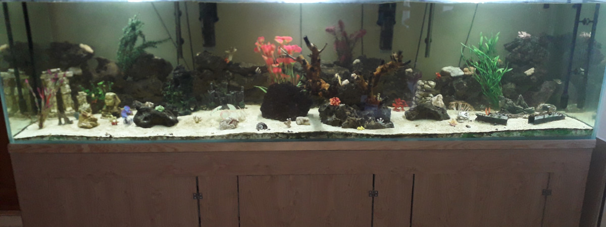 aquarium Malawi