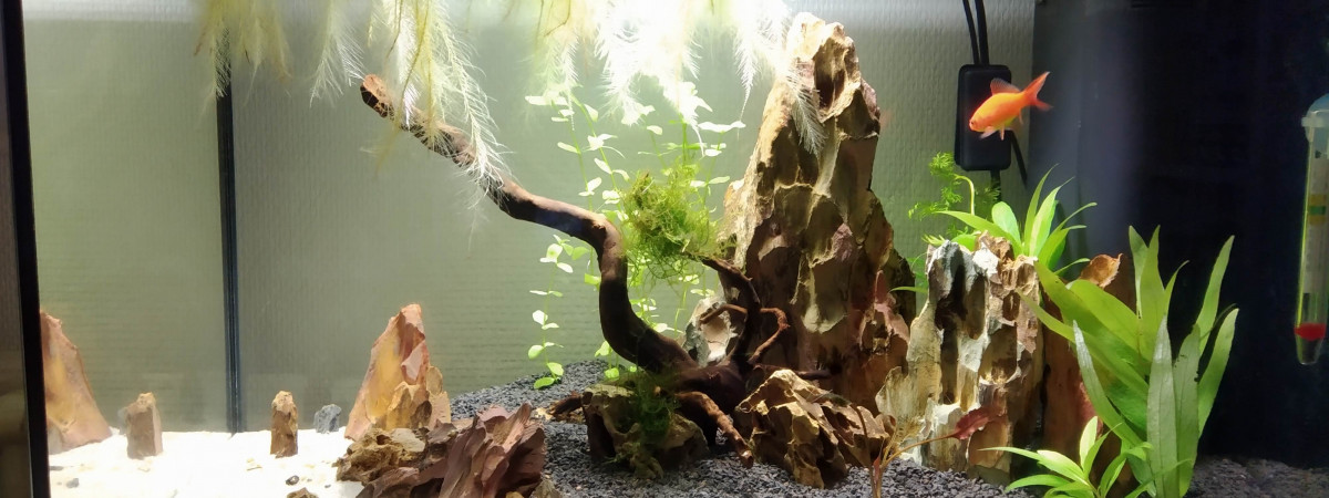 aquarium Maurice