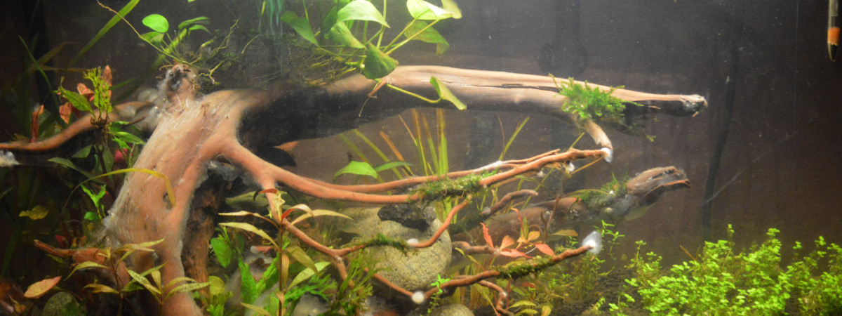 aquarium Amano Bolt Booba Gump