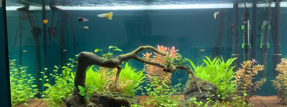 aquarium Le Paradis des poissons