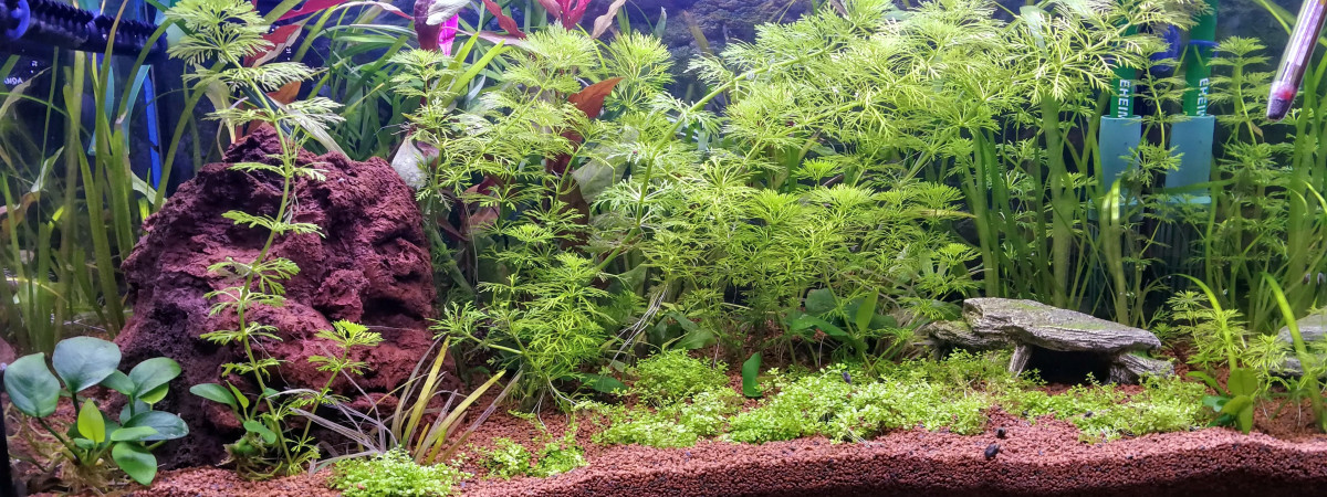 aquarium Aquarium 60 L Nouveau Projet