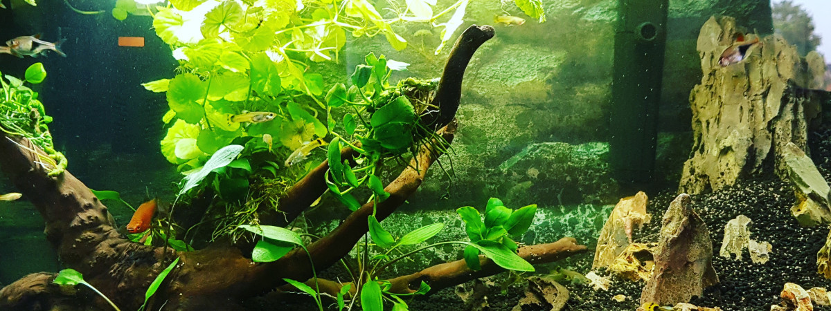 aquarium Amazonien