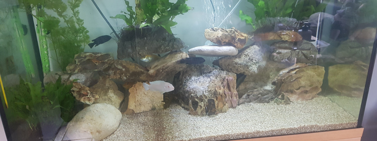 aquarium Cichlidée