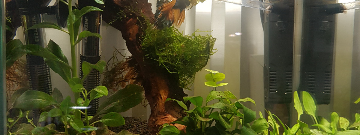 aquarium Betta
