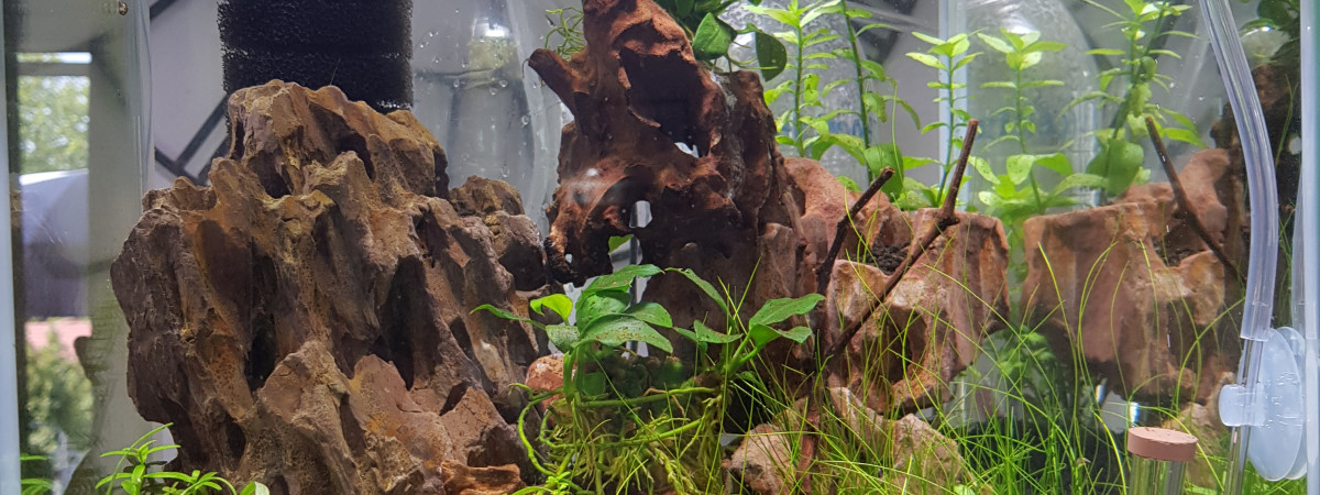 aquarium Pour betta aqua vide pour le moment