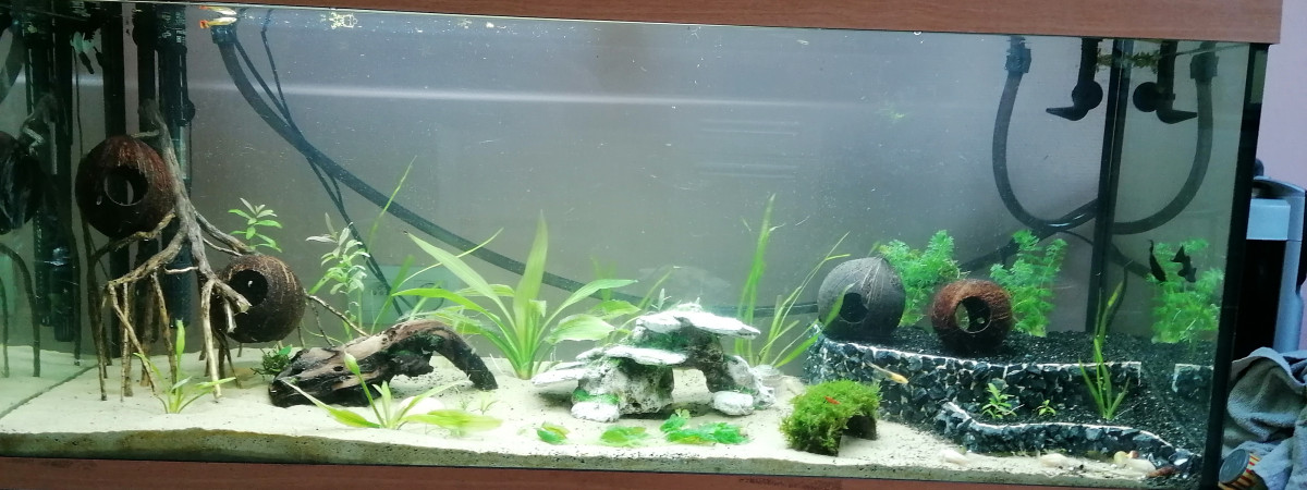 aquarium Gob