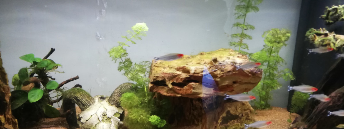 aquarium Amazonien