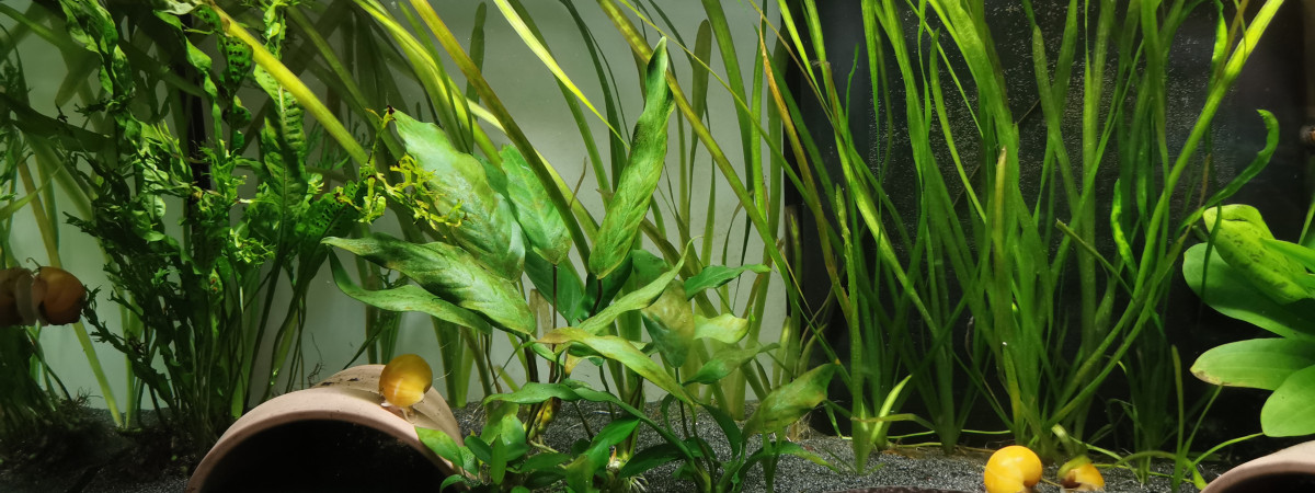 aquarium Axolotls