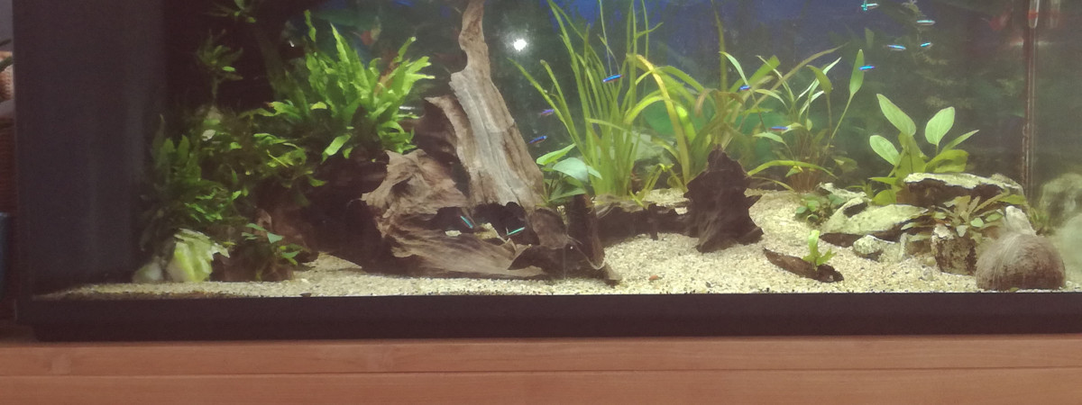 aquarium 240 litres amazonien