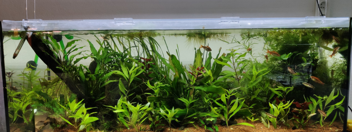 aquarium 1er Asiatique 180L ARRET 25 SEPTEMBRE 2021