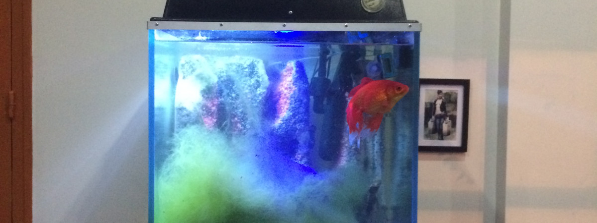 aquarium corsair