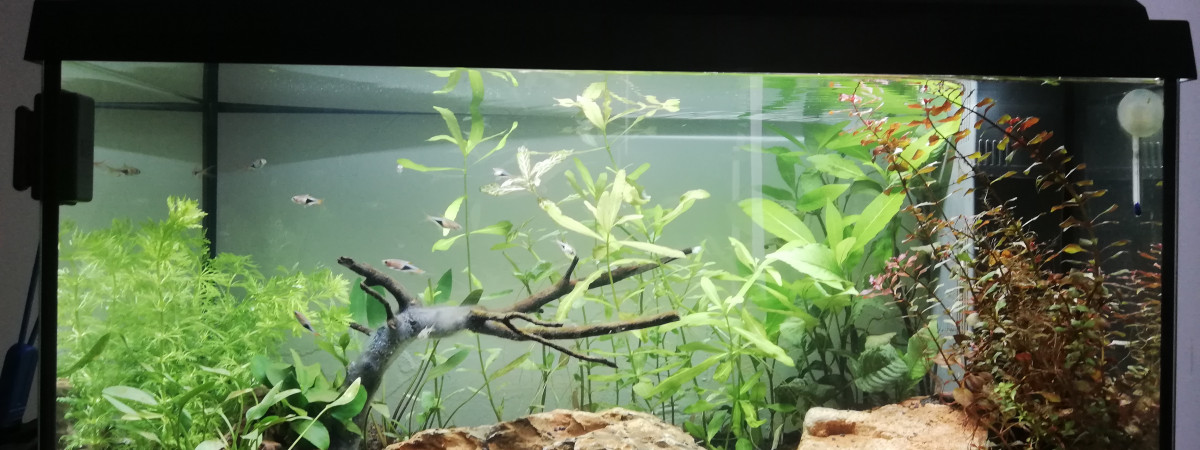aquarium 60 L