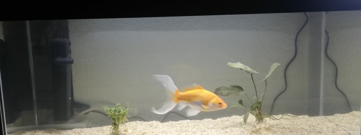 aquarium Poisson rouge comete