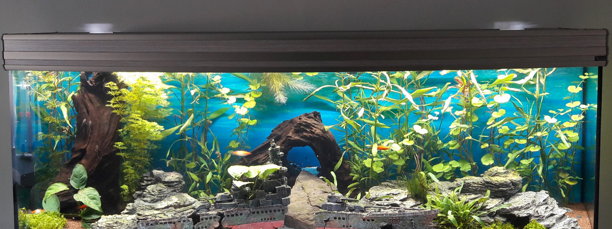 aquarium Fusion Horizon
