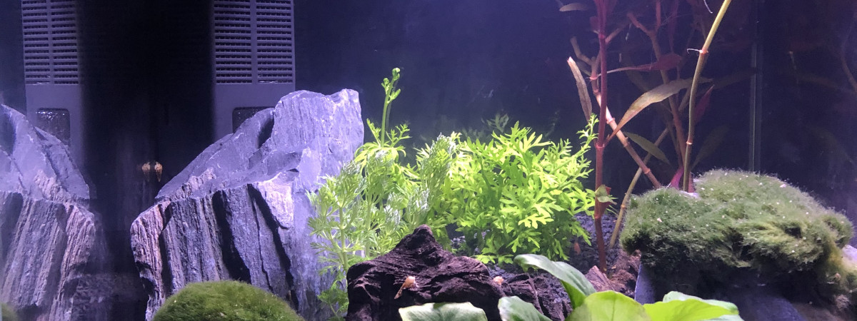 aquarium Aquascape betta