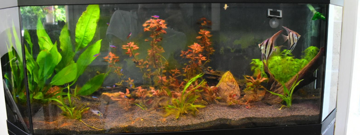 aquarium 220 l Amazonien