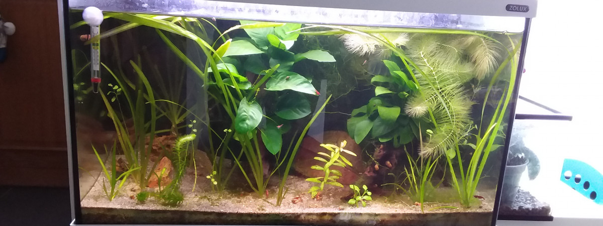aquarium Spé crevettes bloody mary