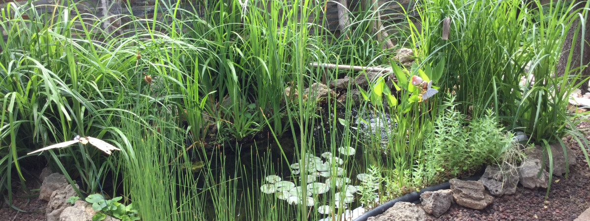 aquarium Mon bassin