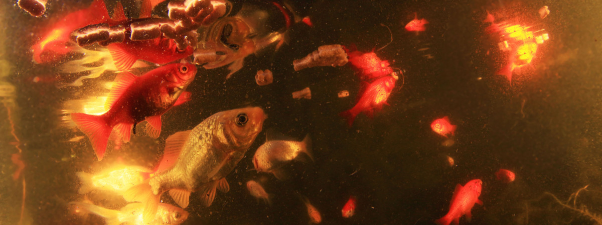 aquarium Bassin du jardin