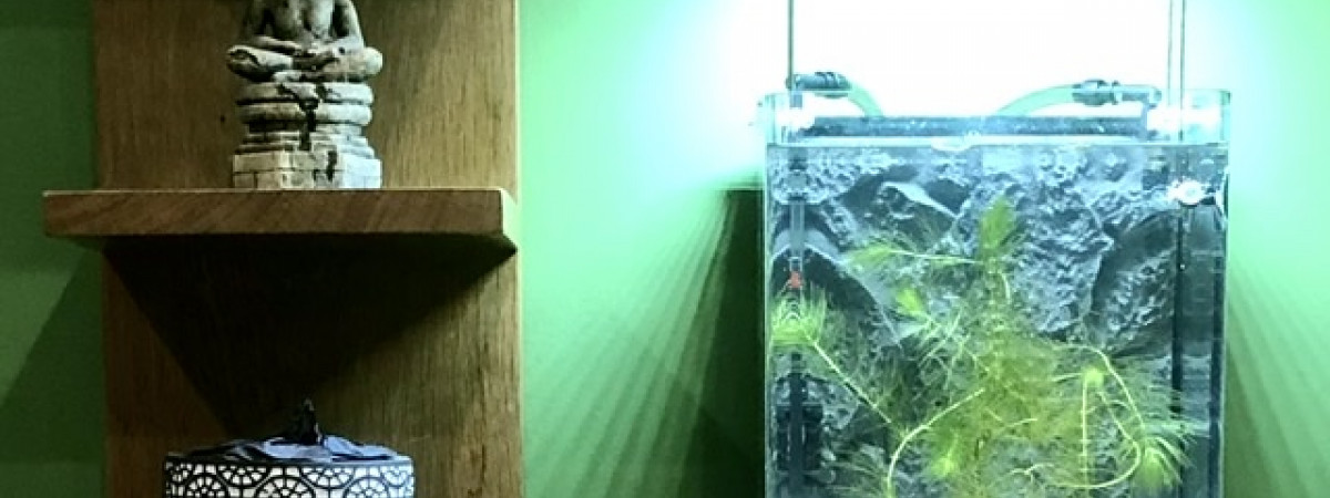 aquarium Nano Betta