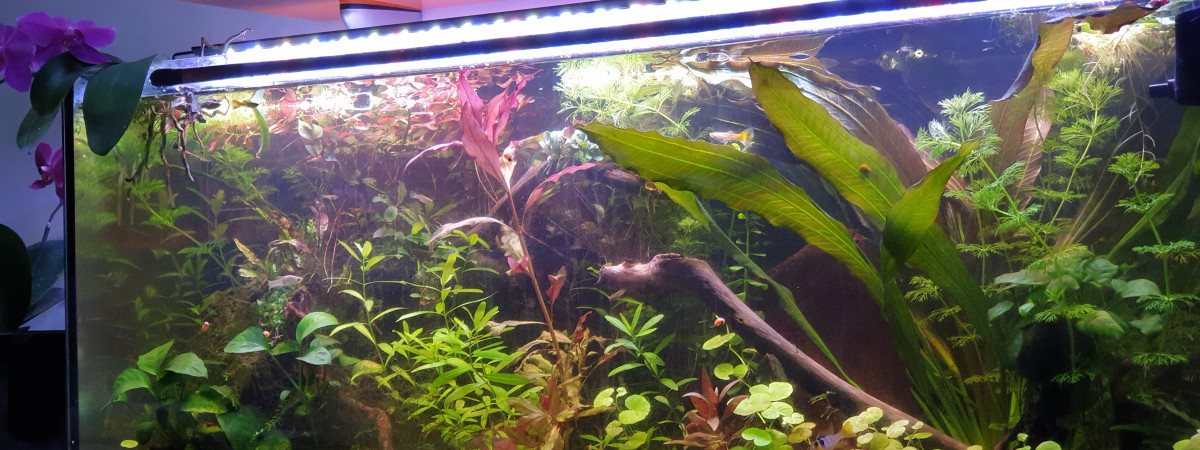 aquarium 120L Amazonien