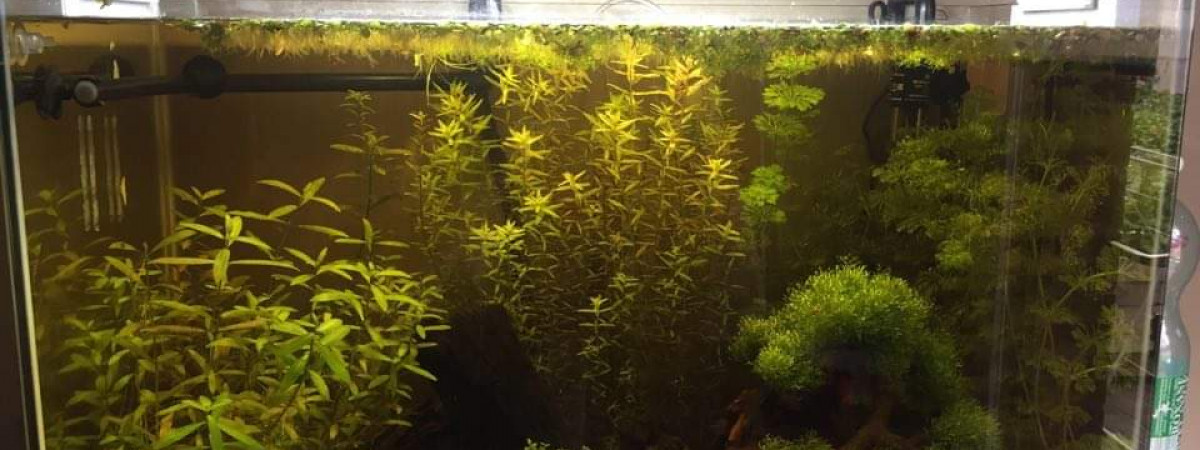 aquarium 100L Asiatique